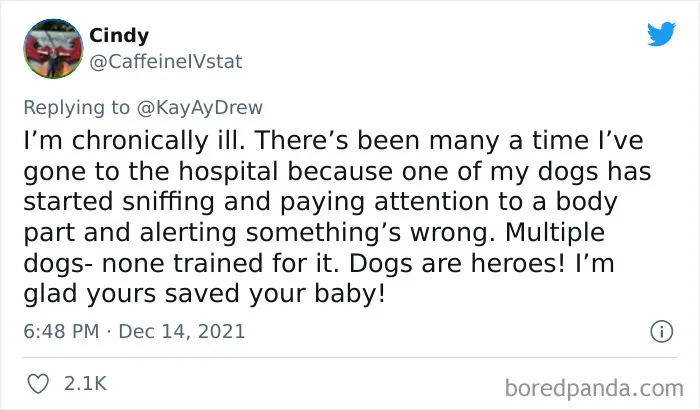 Dog Repeatedly Breaks Into The Nursery In Order To Warn Parents That There’s Something Wrong With The Baby, Saves Her Life (Plus 30 More Pet-Hero Stories)
