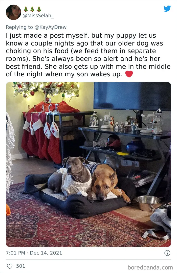 Dog Repeatedly Breaks Into The Nursery In Order To Warn Parents That There’s Something Wrong With The Baby, Saves Her Life (Plus 30 More Pet-Hero Stories)