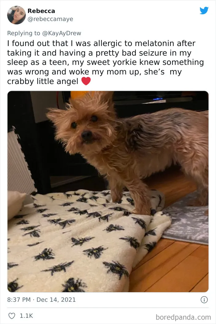 Dog Repeatedly Breaks Into The Nursery In Order To Warn Parents That There’s Something Wrong With The Baby, Saves Her Life (Plus 30 More Pet-Hero Stories)