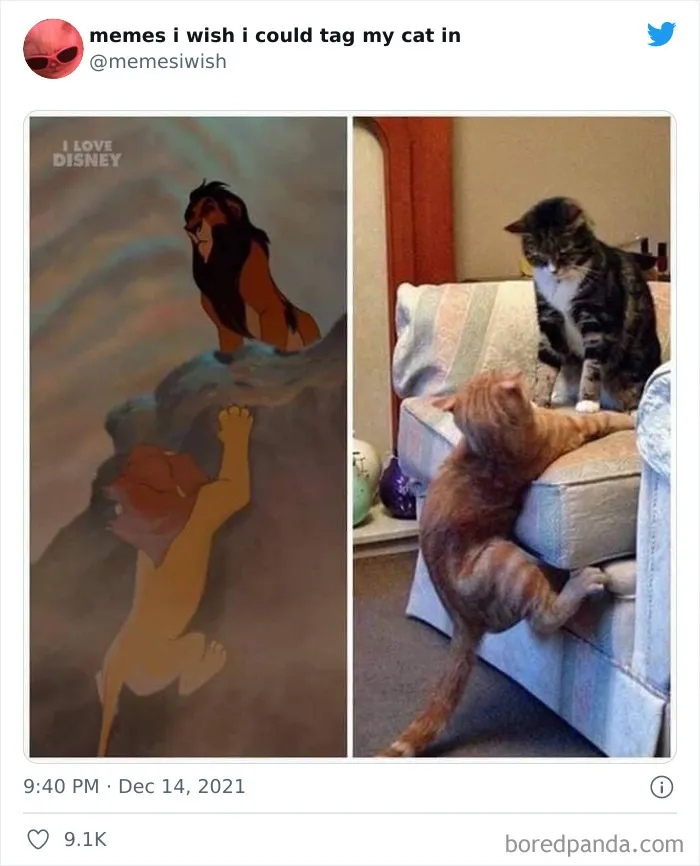 20 de los mejores “memes en los que me gustaría poder etiquetar a mi gato”