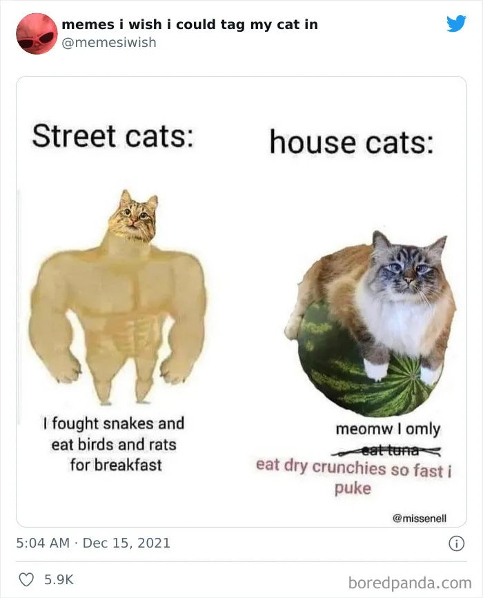 50 Of The Most Spot On "Memes I Wish I Could Tag My Cat In"