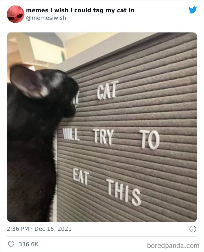 50 Of The Most Spot On "Memes I Wish I Could Tag My Cat In"