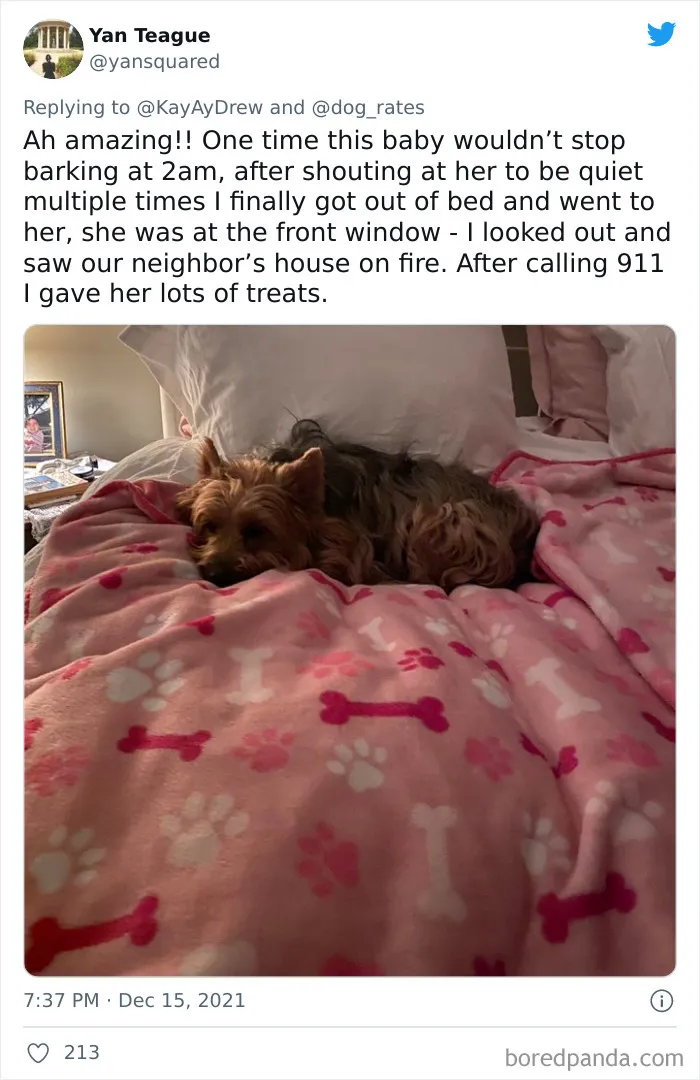 Dog Repeatedly Breaks Into The Nursery In Order To Warn Parents That There’s Something Wrong With The Baby, Saves Her Life (Plus 30 More Pet-Hero Stories)