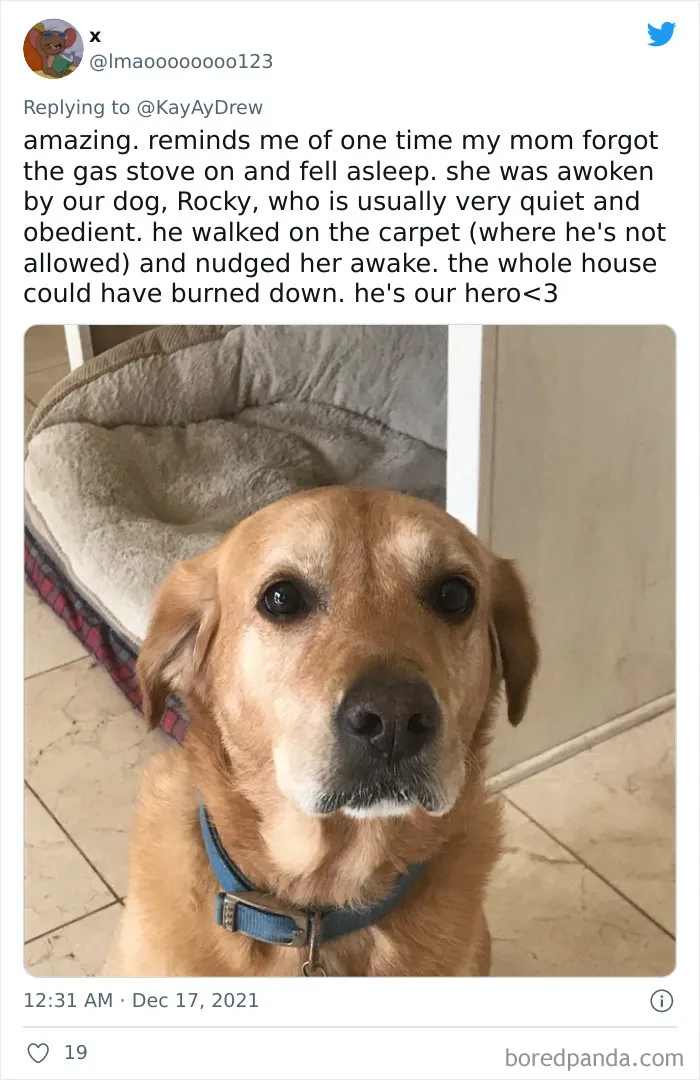 Dog Repeatedly Breaks Into The Nursery In Order To Warn Parents That There’s Something Wrong With The Baby, Saves Her Life (Plus 30 More Pet-Hero Stories)