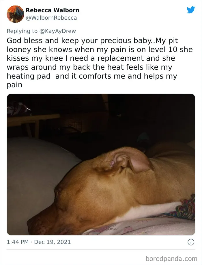 Dog Repeatedly Breaks Into The Nursery In Order To Warn Parents That There’s Something Wrong With The Baby, Saves Her Life (Plus 30 More Pet-Hero Stories)