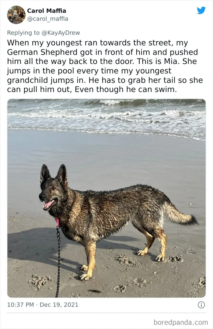 Dog Repeatedly Breaks Into The Nursery In Order To Warn Parents That There’s Something Wrong With The Baby, Saves Her Life (Plus 30 More Pet-Hero Stories)