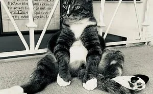 If You're Having A Bad Day, These Winners From The Comedy Pet Photography Awards 2021 Are Bound To Make It Better (17 Pics)