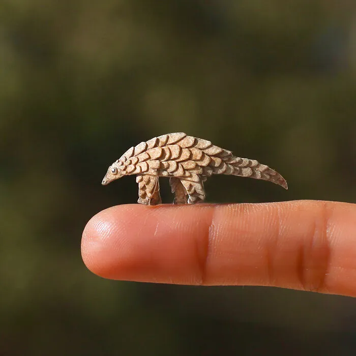 Indian Pangolin