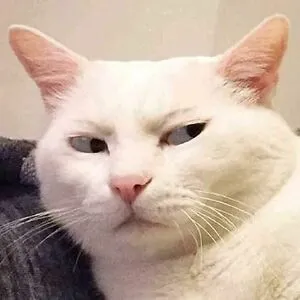 Totally a Cat