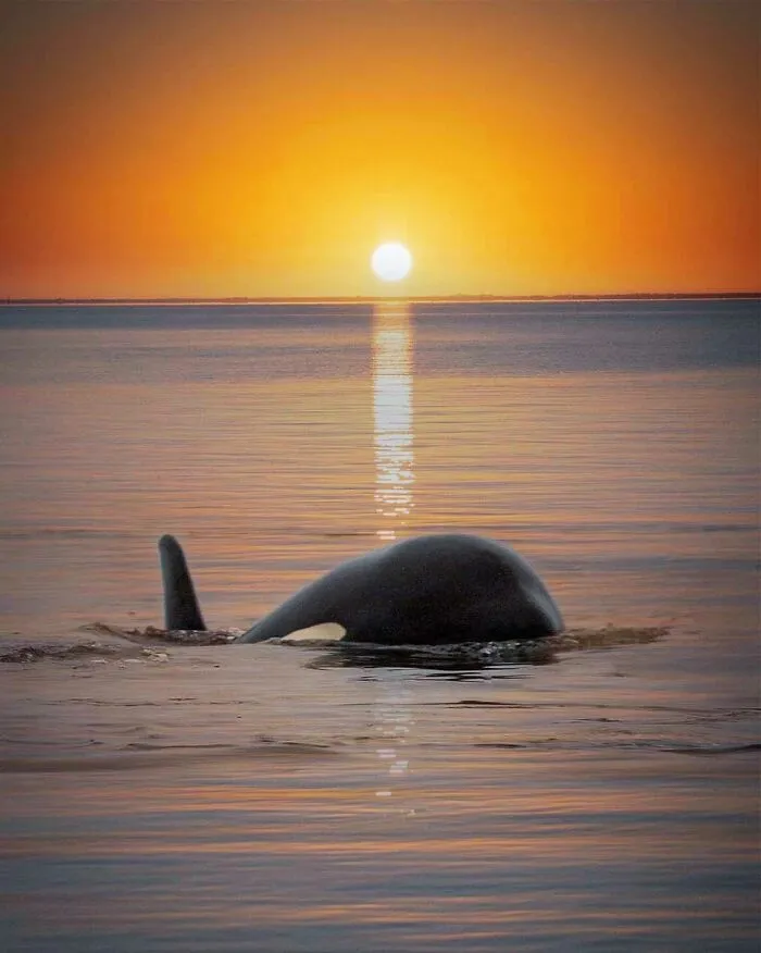 Professional Photographer Captures Magical Photos Of Orcas Basking In A Sunset (27 Pics)
