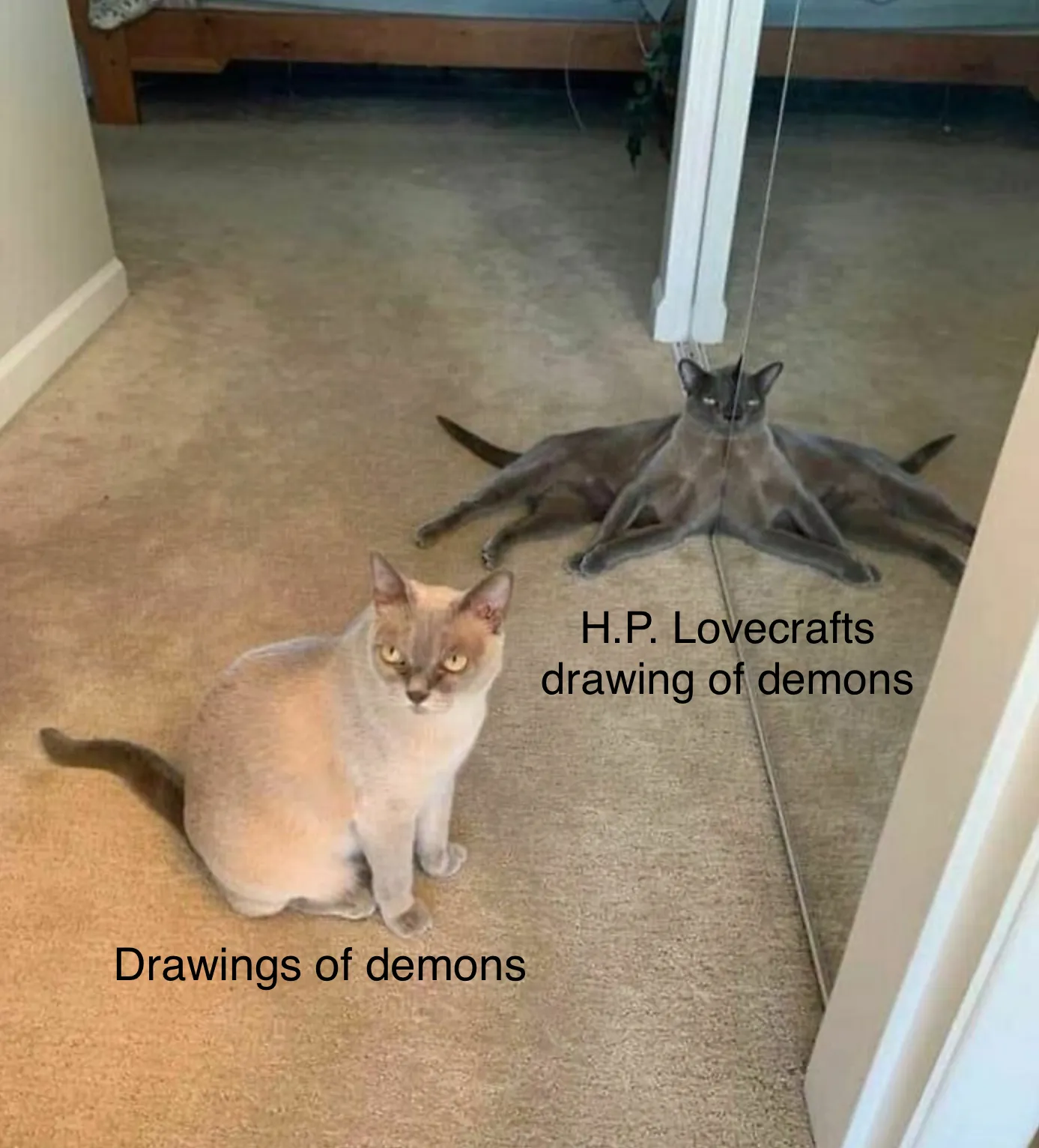 Cat Memes That Just Have To Be Shared