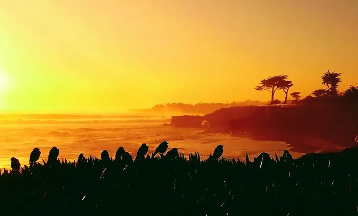 Birds At Sunset