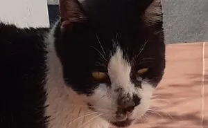 Stray Cat Adopted Me