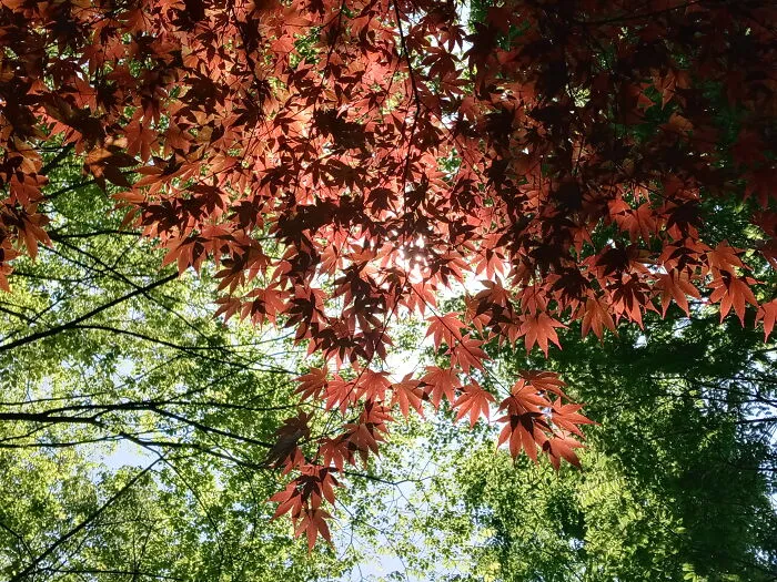 I Could Imagine Fairies Flying Around This Tree