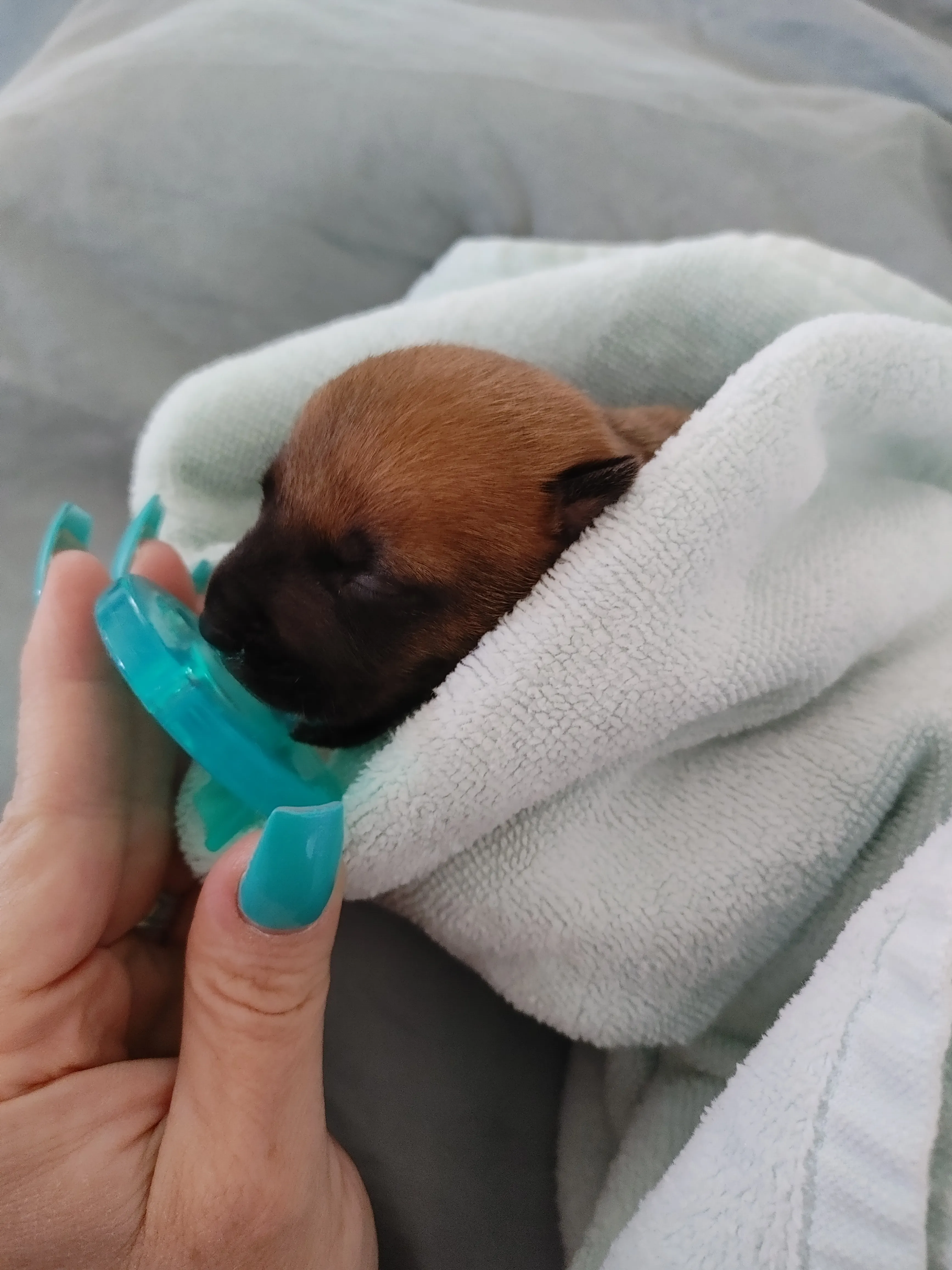 5 Day Old Pup, That Needed Her Binky To Sleep!