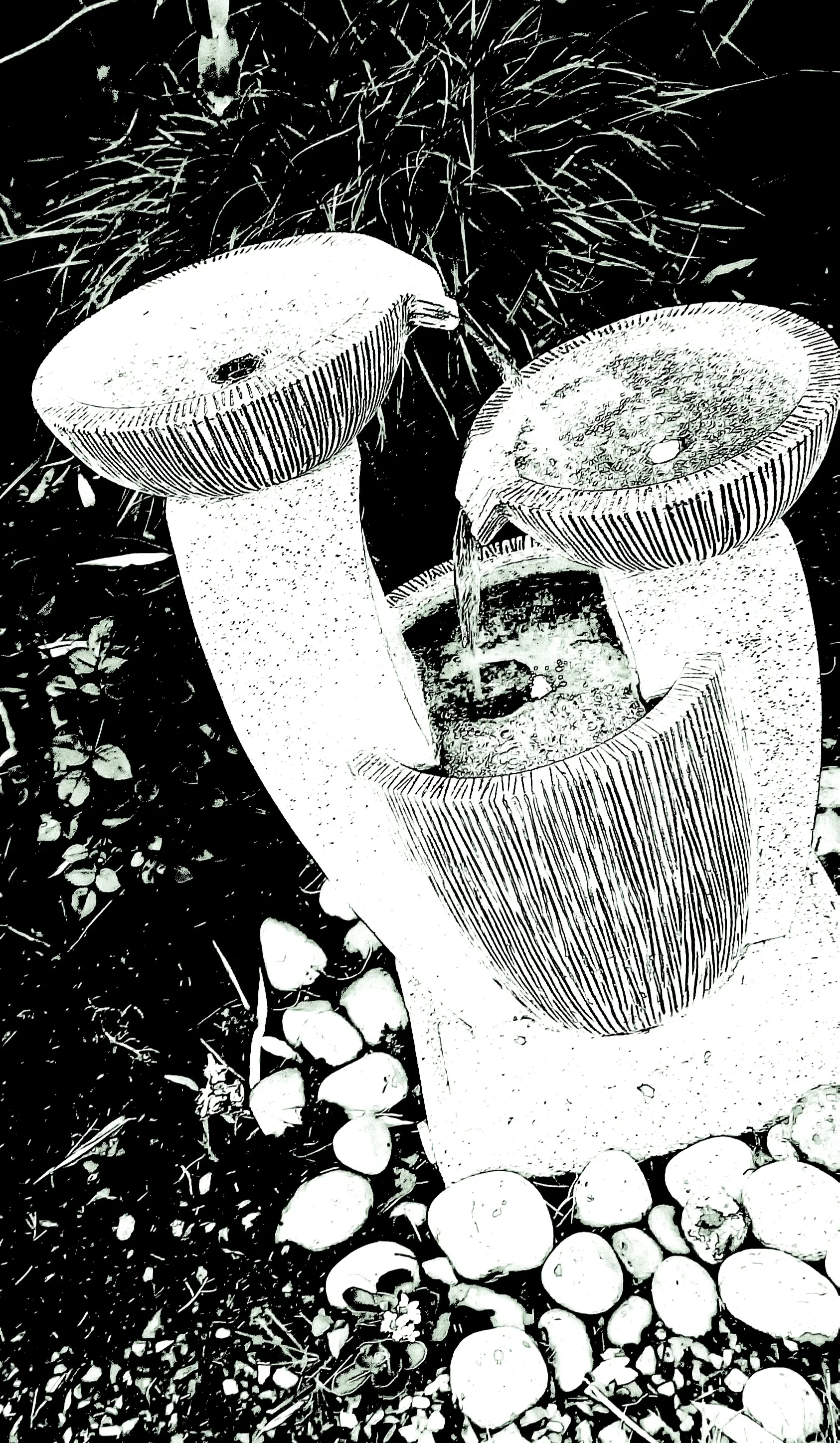I Took Pictures Of My Friend's Garden. I Edited Them And Was Able To Make 5 Of My Friends Think I Drew Them.