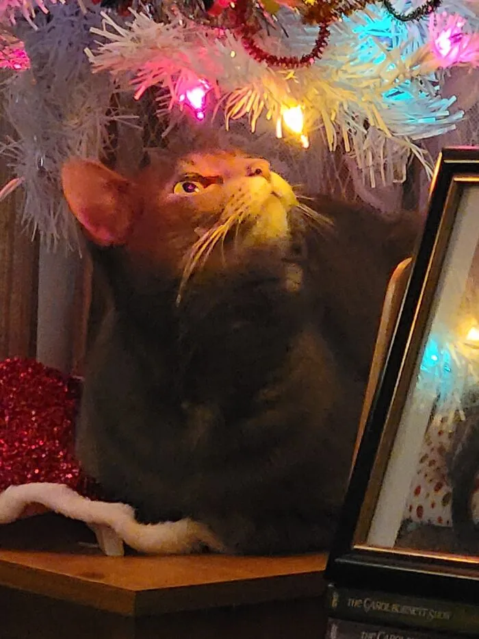 Peanut And The Wonder Of Christmas