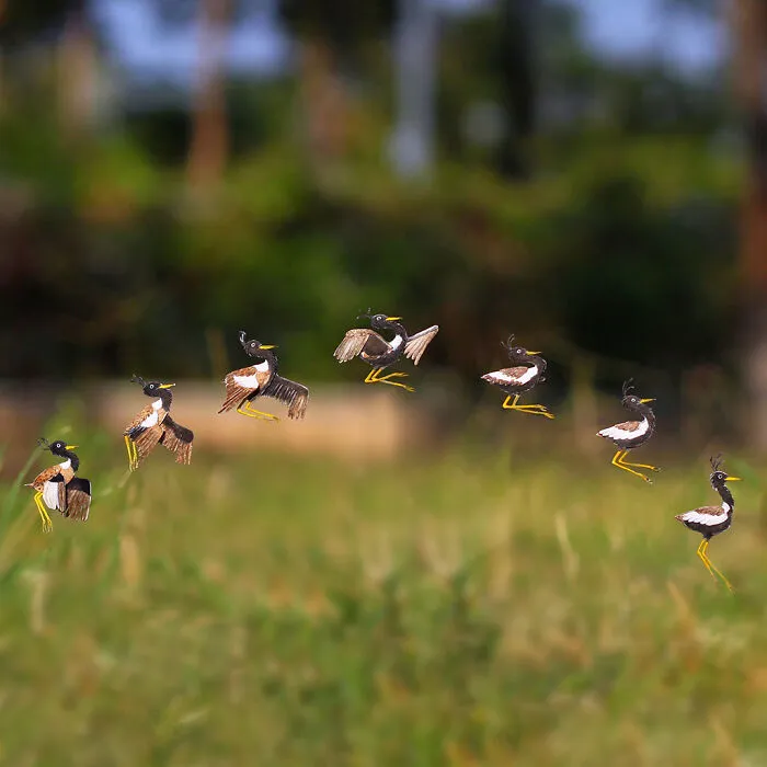 Lesser Florican