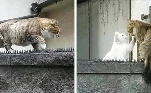 50 Times Cats Acted So Goofy, Their Owners Thought They Were Broken, As Shared By The 'Cat Virus.Exe' Page (New Pics)
