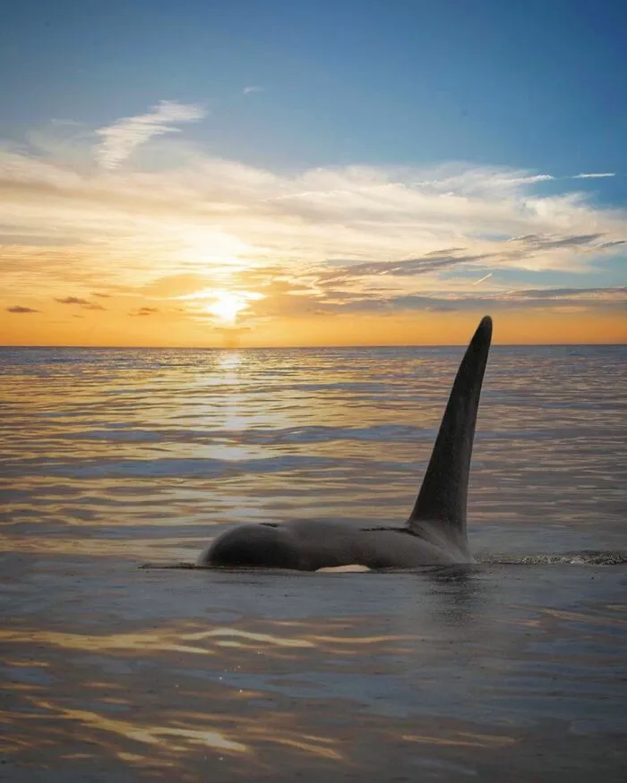 Professional Photographer Captures Magical Photos Of Orcas Basking In A Sunset (27 Pics)