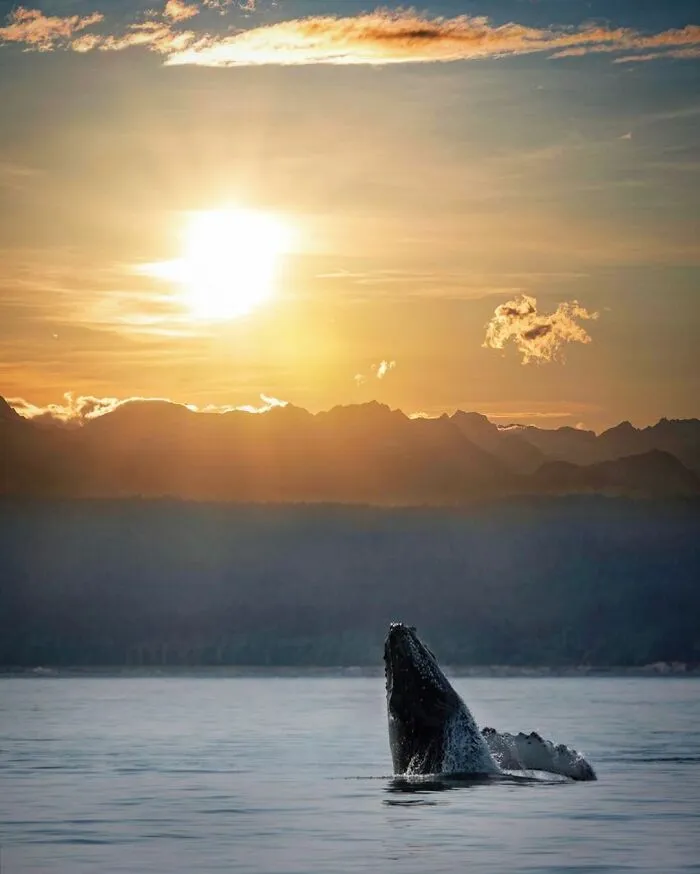 Professional Photographer Captures Magical Photos Of Orcas Basking In A Sunset (27 Pics)