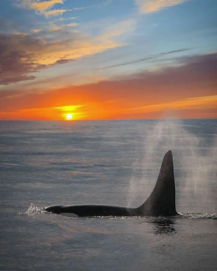 Professional Photographer Captures Magical Photos Of Orcas Basking In A Sunset (27 Pics)