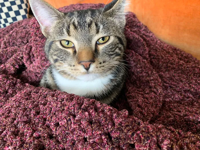How Do You Say “Cozy”?