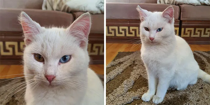 I Found A Stray Cat, She Followed Me Home. I Guess I Own A Cat Now