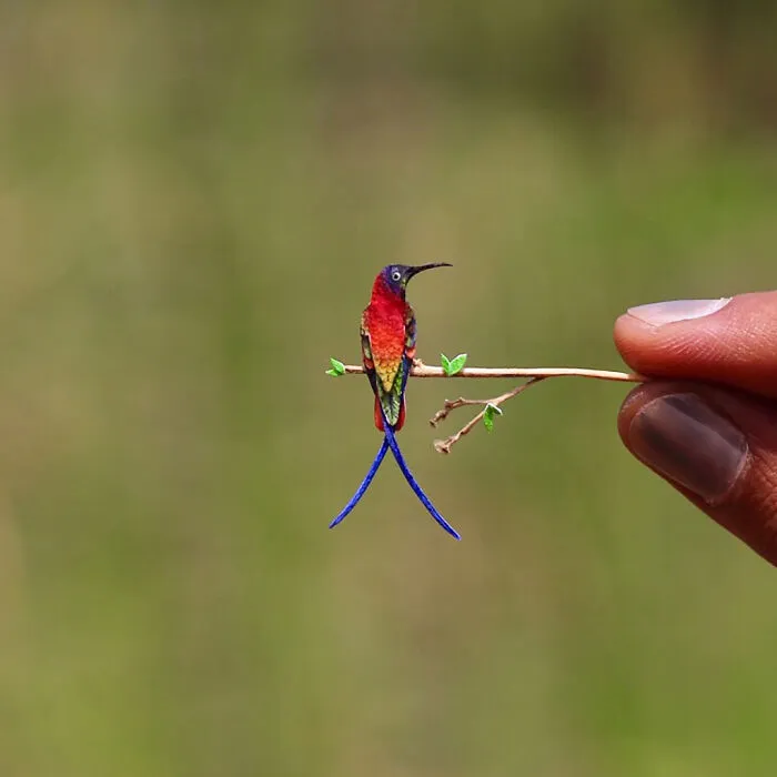 Crimson Topaz Hummingbird
