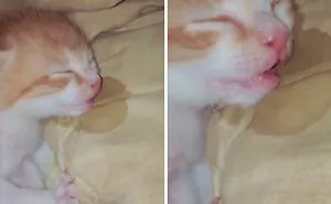 50 Times Cats Acted So Goofy, Their Owners Thought They Were Broken, As Shared By The 'Cat Virus.Exe' Page (New Pics)