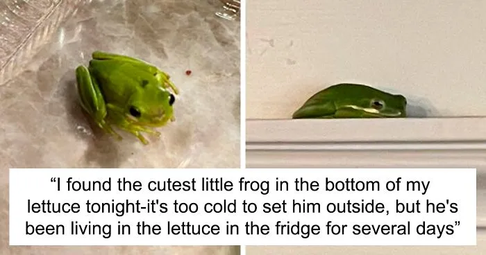 Guy Tweets Adorable Story Of How He Ended Up Adopting A Tiny Tree Frog He Discovered In His Lettuce Box