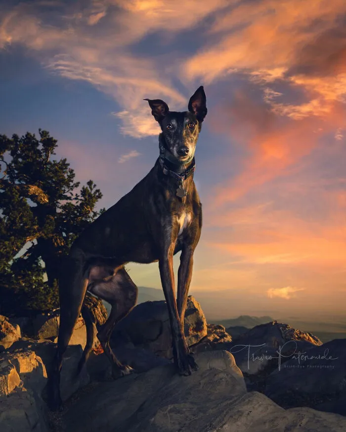 I Photographed Abandoned Hunting Dogs In Spain And I Tell Their Story Through My Photos (35 Pics)