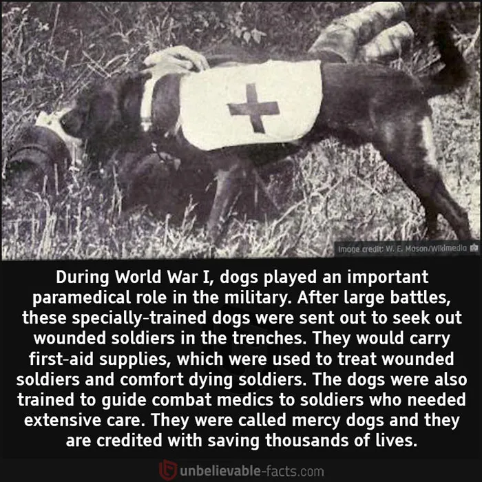 50 Facts That You Might Have A Hard Time Believing, Shared In This Facebook Group
