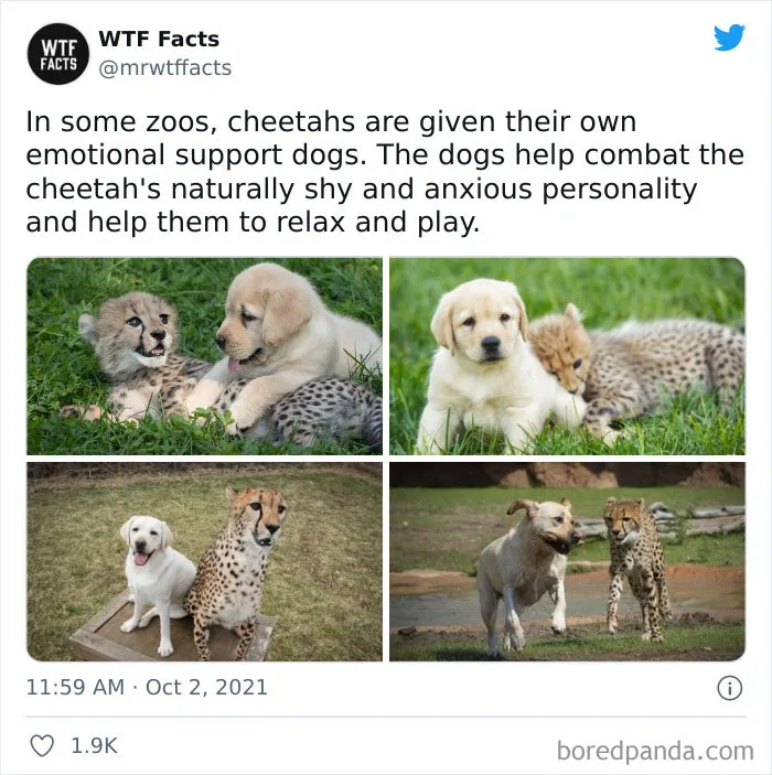 50 Random Facts That Sound Fake But Aren’t, Shared By This Twitter Account (New Pics)