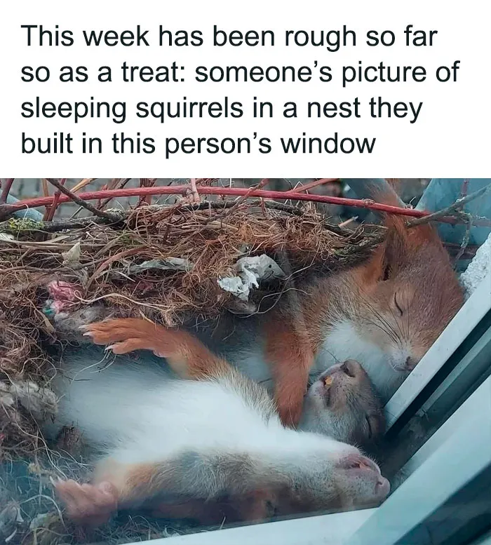 50 Heartwarming Pictures From The 'Wholesome Meets The Internet' Account To Lift Your Spirits Up