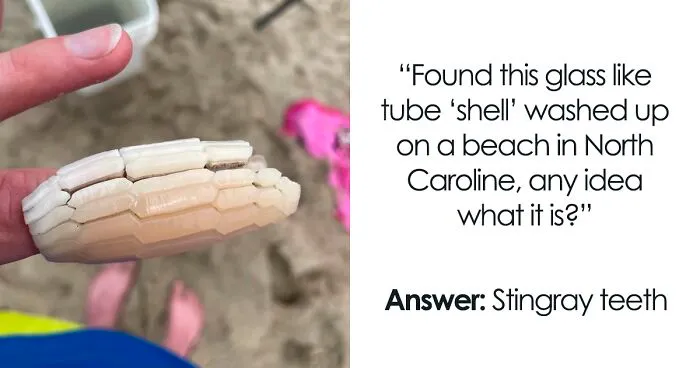 50 Times People Had No Idea What They Were Looking At And Asked The Internet For Help (New Pics)