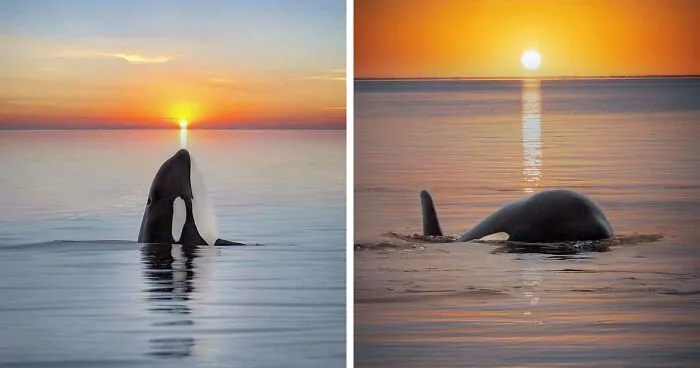 Professional Photographer Captures Magical Photos Of Orcas Basking In A Sunset (27 Pics)