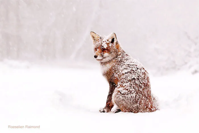 Calmy Sitting In A Winter Wonderland