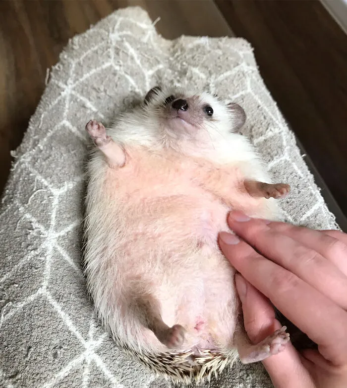 It's Belly Rubs Time!
