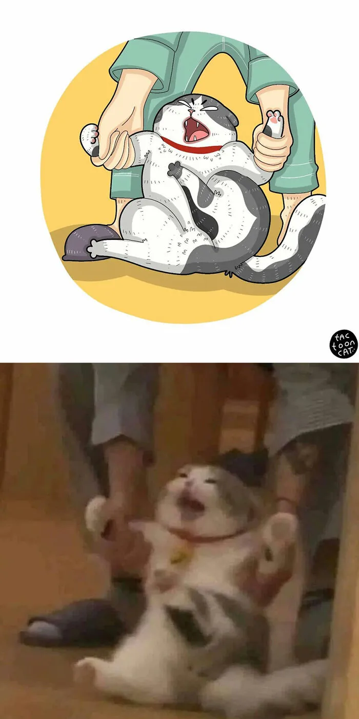 30 Of The Funniest Internet-Famous Cat Pics Get Illustrated By Tactooncat (New Pics)