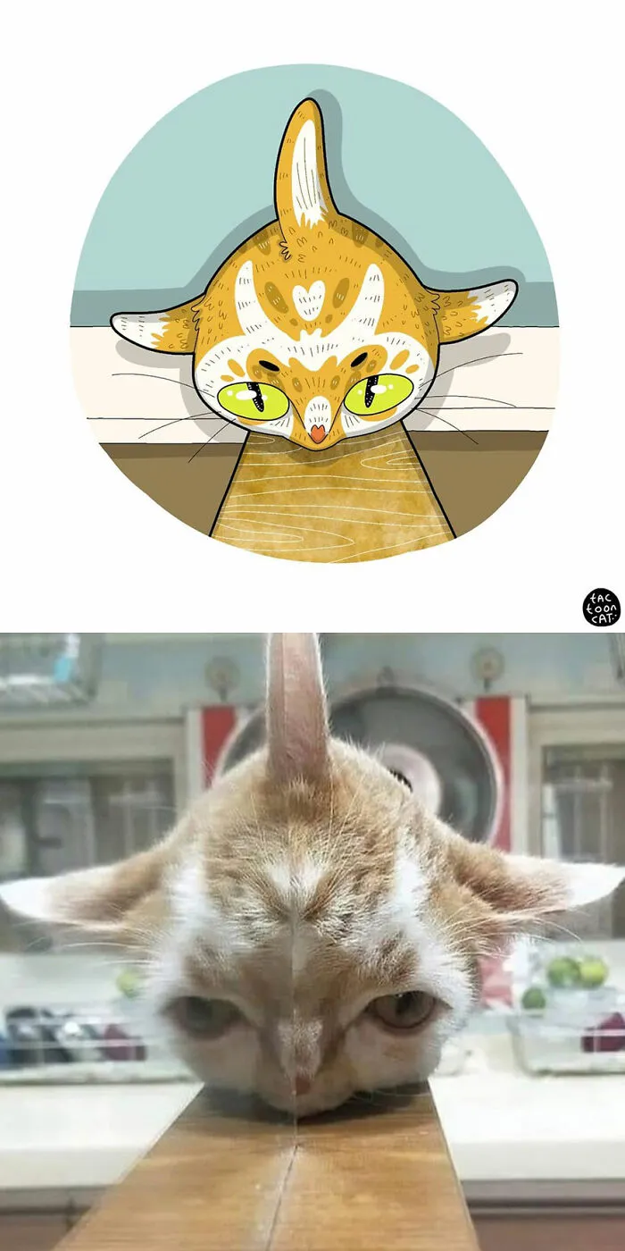 30 Of The Funniest Internet-Famous Cat Pics Get Illustrated By Tactooncat (New Pics)