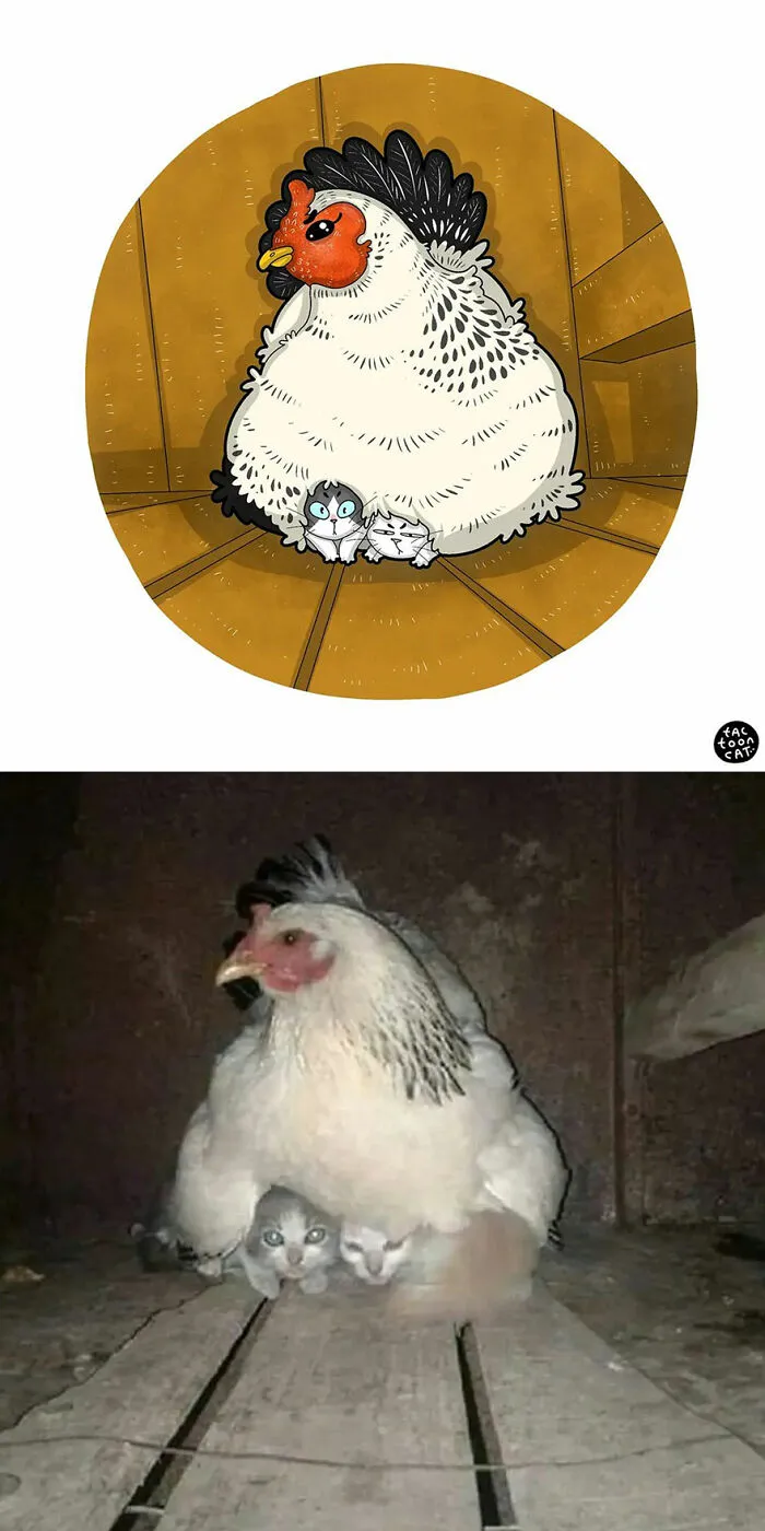 30 Of The Funniest Internet-Famous Cat Pics Get Illustrated By Tactooncat (New Pics)