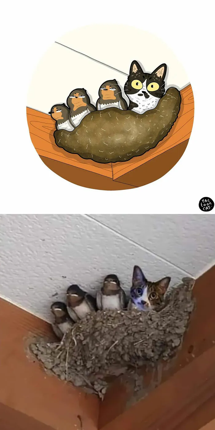 30 Of The Funniest Internet-Famous Cat Pics Get Illustrated By Tactooncat (New Pics)