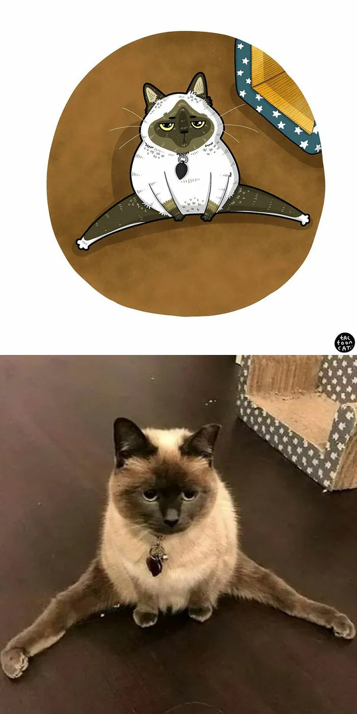 30 Of The Funniest Internet-Famous Cat Pics Get Illustrated By Tactooncat (New Pics)