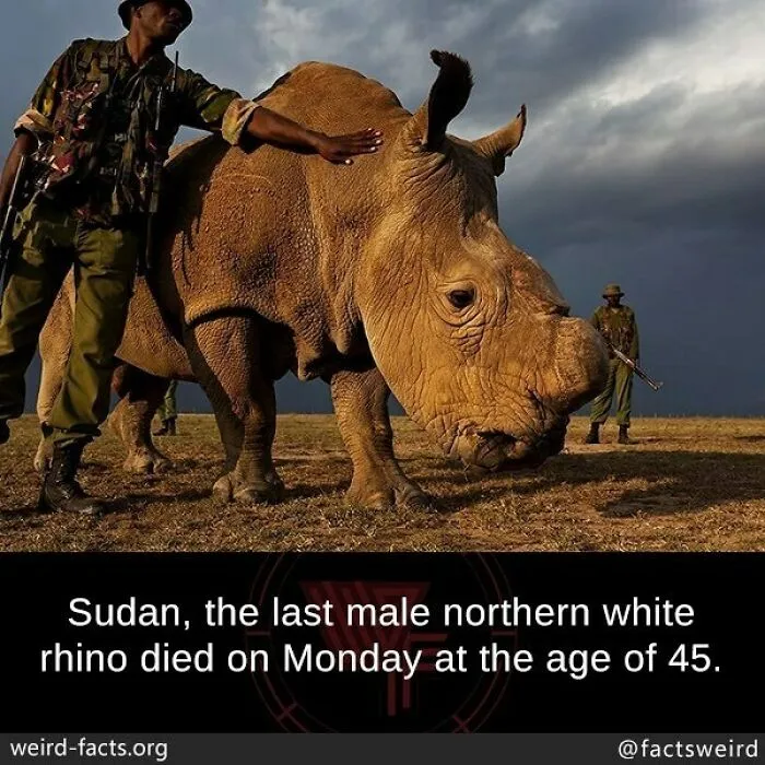 A man petting Sudan, the last male northern white rhino, with guards nearby in a dry outdoor setting under a dark sky.