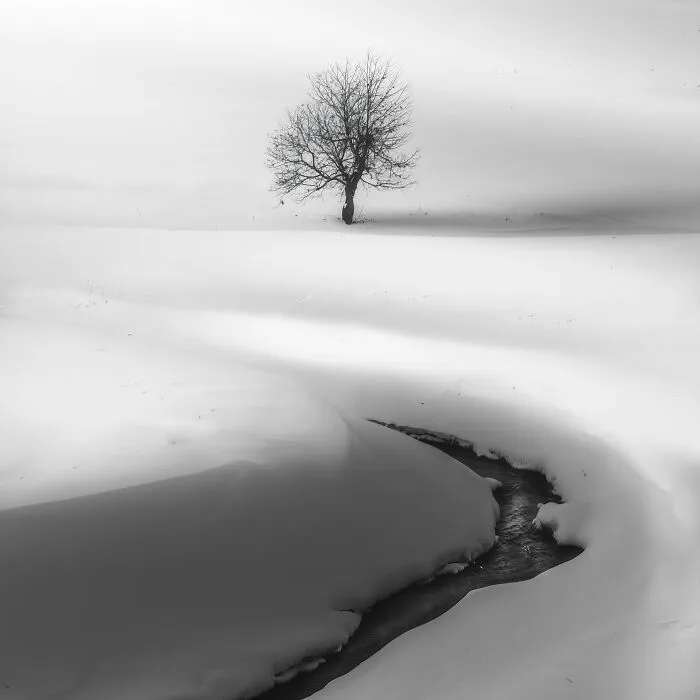 "River Tree"