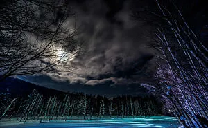 I Took Dreamy-Looking Pictures Of Trees In My Hometown Of Hokkaido, Japan, And Here's The Result (25 Pics)