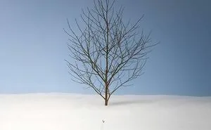 I Took Dreamy-Looking Pictures Of Trees In My Hometown Of Hokkaido, Japan, And Here's The Result (25 Pics)