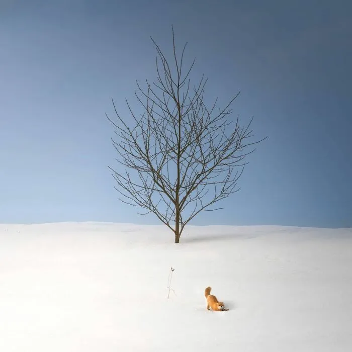 "Stretching Fox"