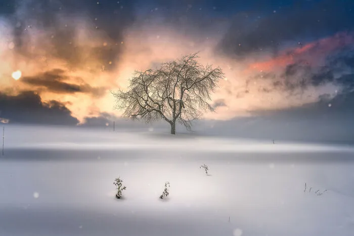 "The Tree Of Silence"